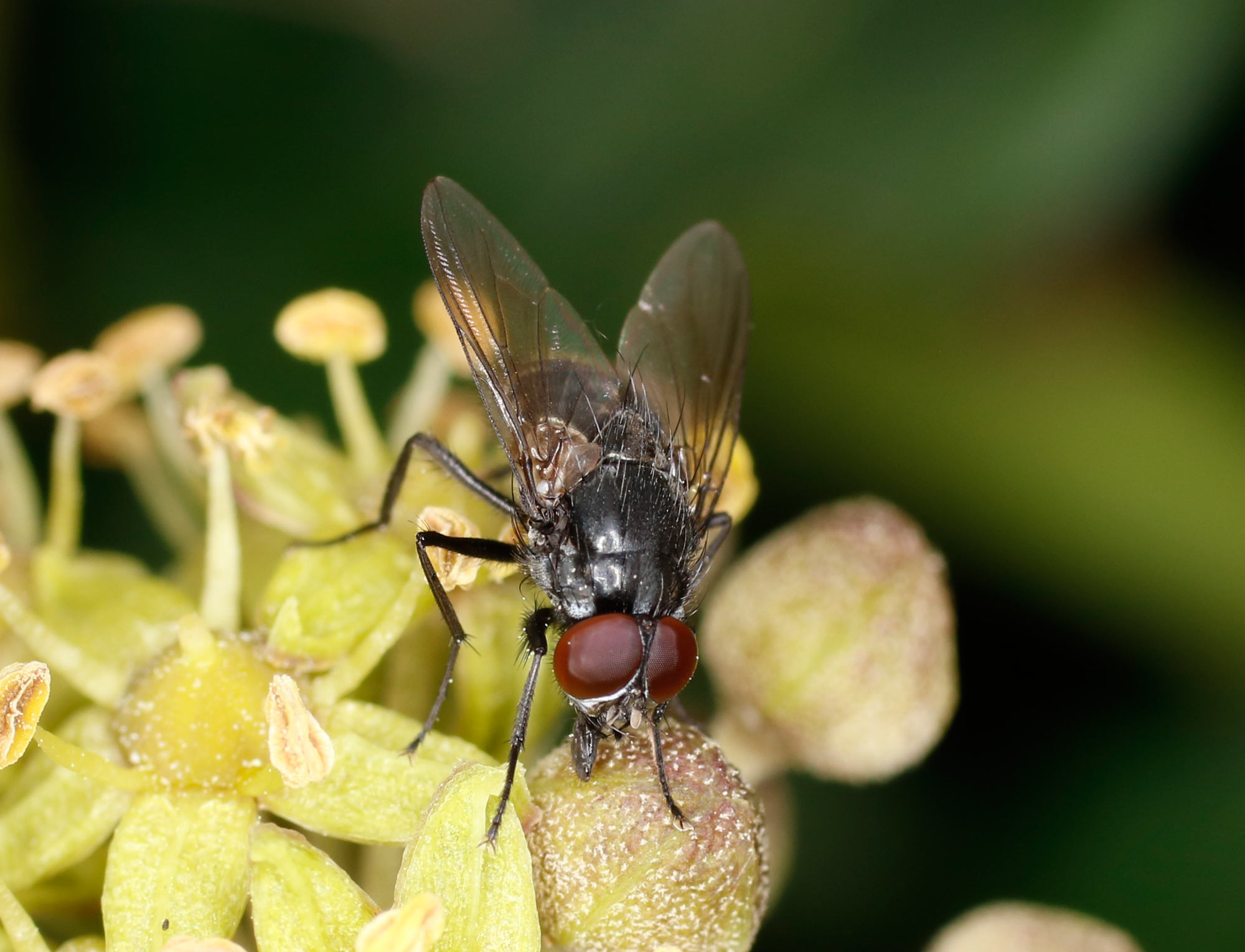 Muscidae: Morellia cfr. hortorum